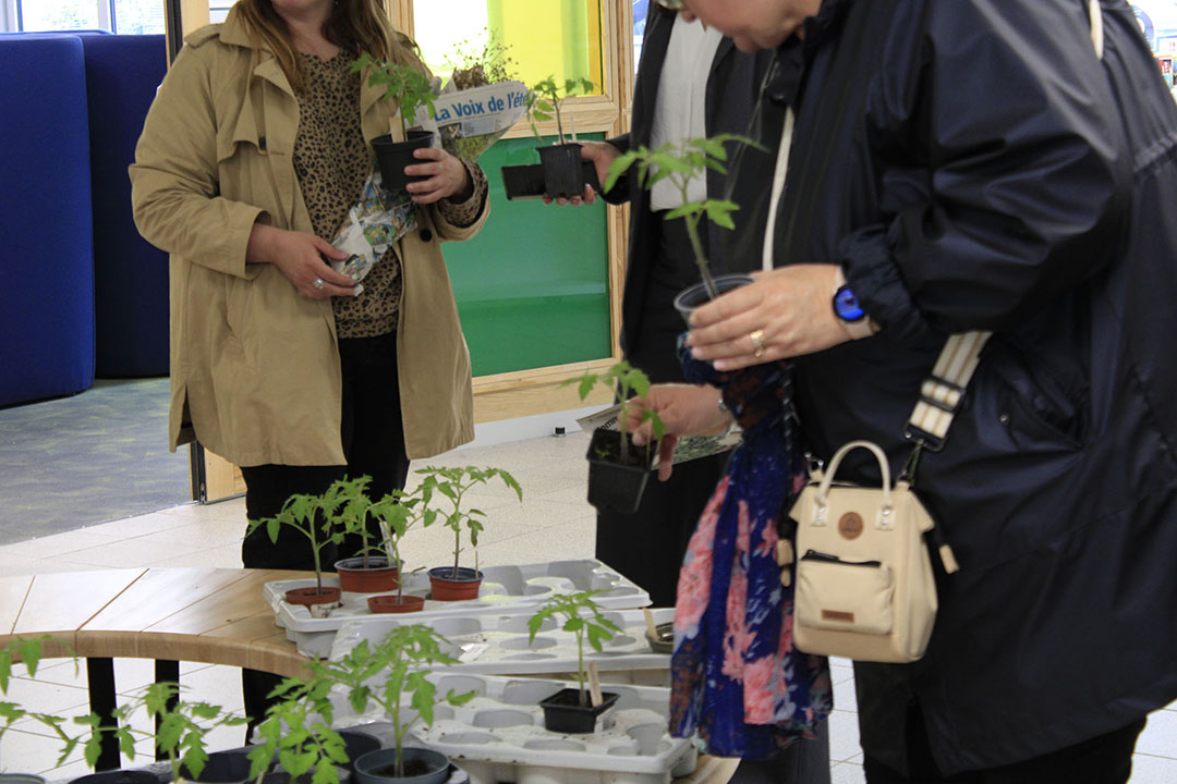 Stand de don de plantes durant la Fête des jardins : les plants de tomates ont eu beaucoup de succès