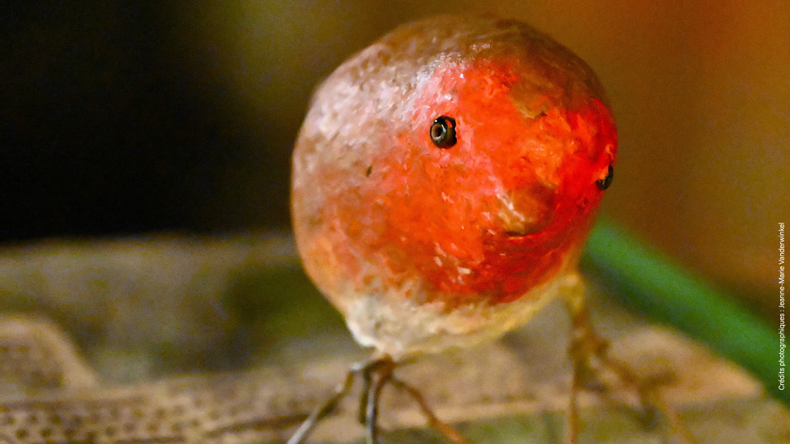 [Spectacle] Contes et l&eacute;gendes de la for&ecirc;t de Houppelande