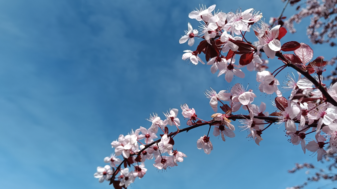 [&Eacute;v&eacute;nement] F&ecirc;te des jardins